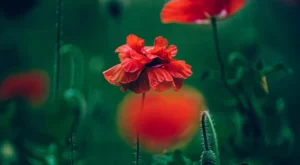 Stresi Azaltmak ve Daha Sakin Bir Zihin İçin Doğal Yöntemler ve Günlük Uygulamalar